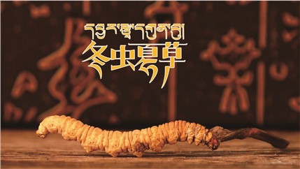 那曲新鮮冬蟲夏草什么時候采挖？